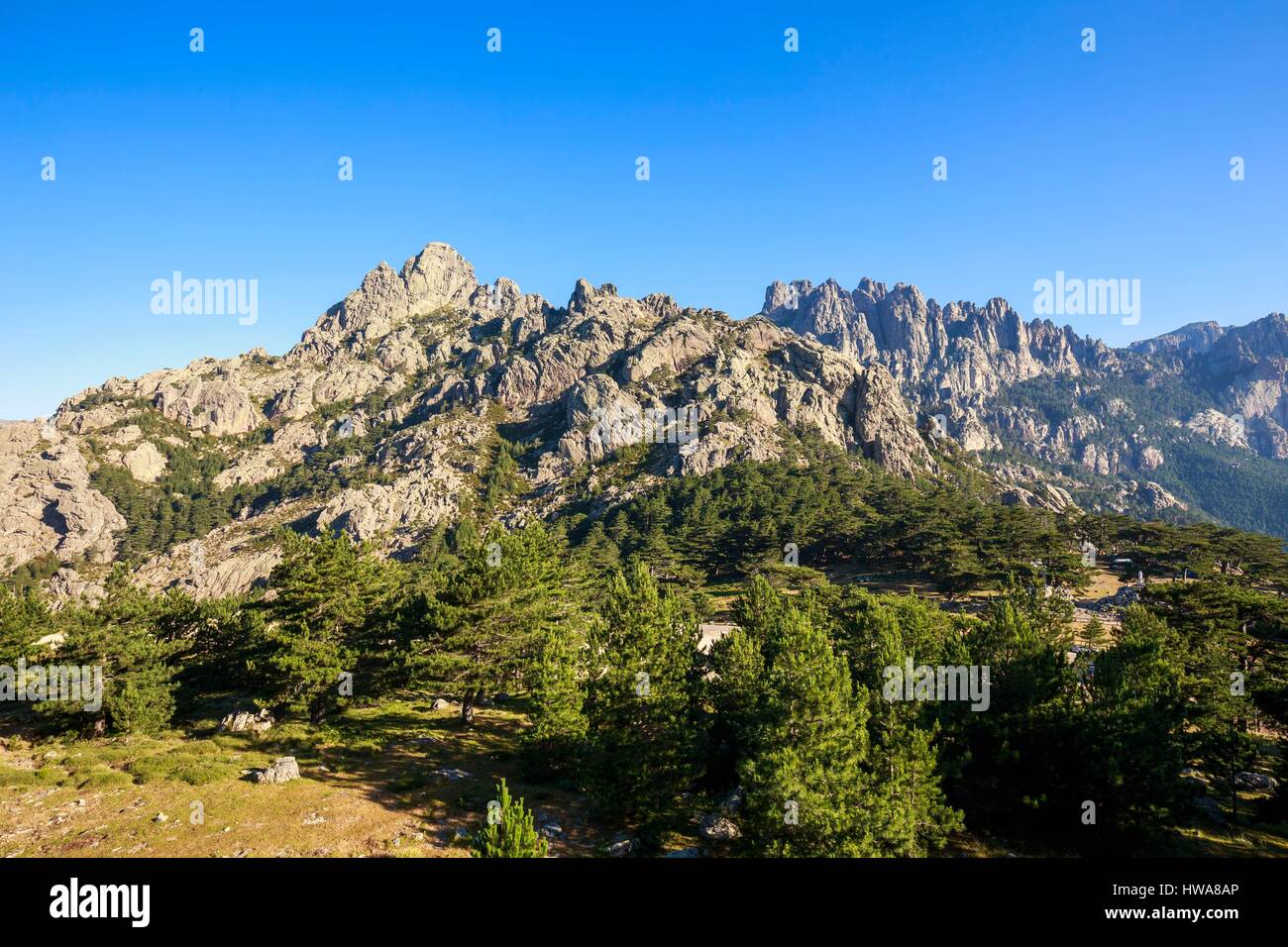 France, Corse du Sud, Quenza, forest of Corsican pine (Pinus Nigra Corsicana) of the collar of Bavella (1218m), in the background the Aiguilles of Bav Stock Photo