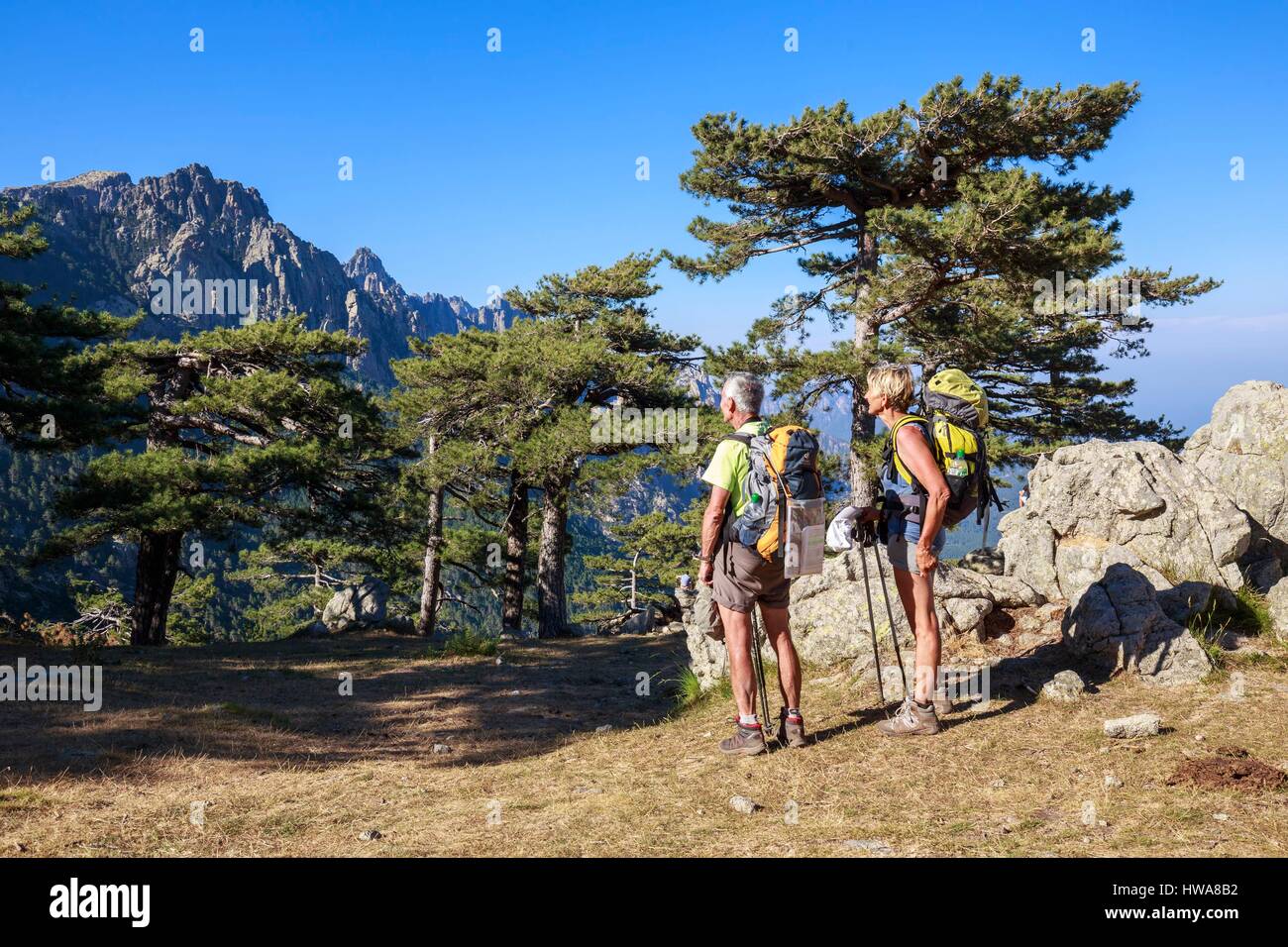 France, Corse du Sud, Alta Rocca, Quenza, forest of Corsican pine (Pinus Nigra Corsicana) of the collar of Bavella (1218m), walkers observing the Aigu Stock Photo