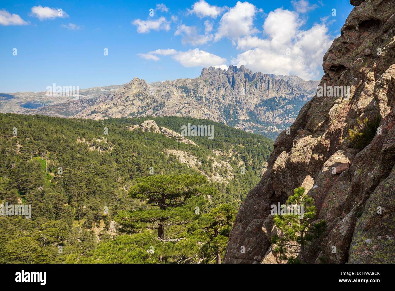 France, Corse du Sud, Alta Rocca, Quenza, forest of Corsican pine (Pinus Nigra Corsicana) of the collar of Bavella, in the background the Aiguilles of Stock Photo
