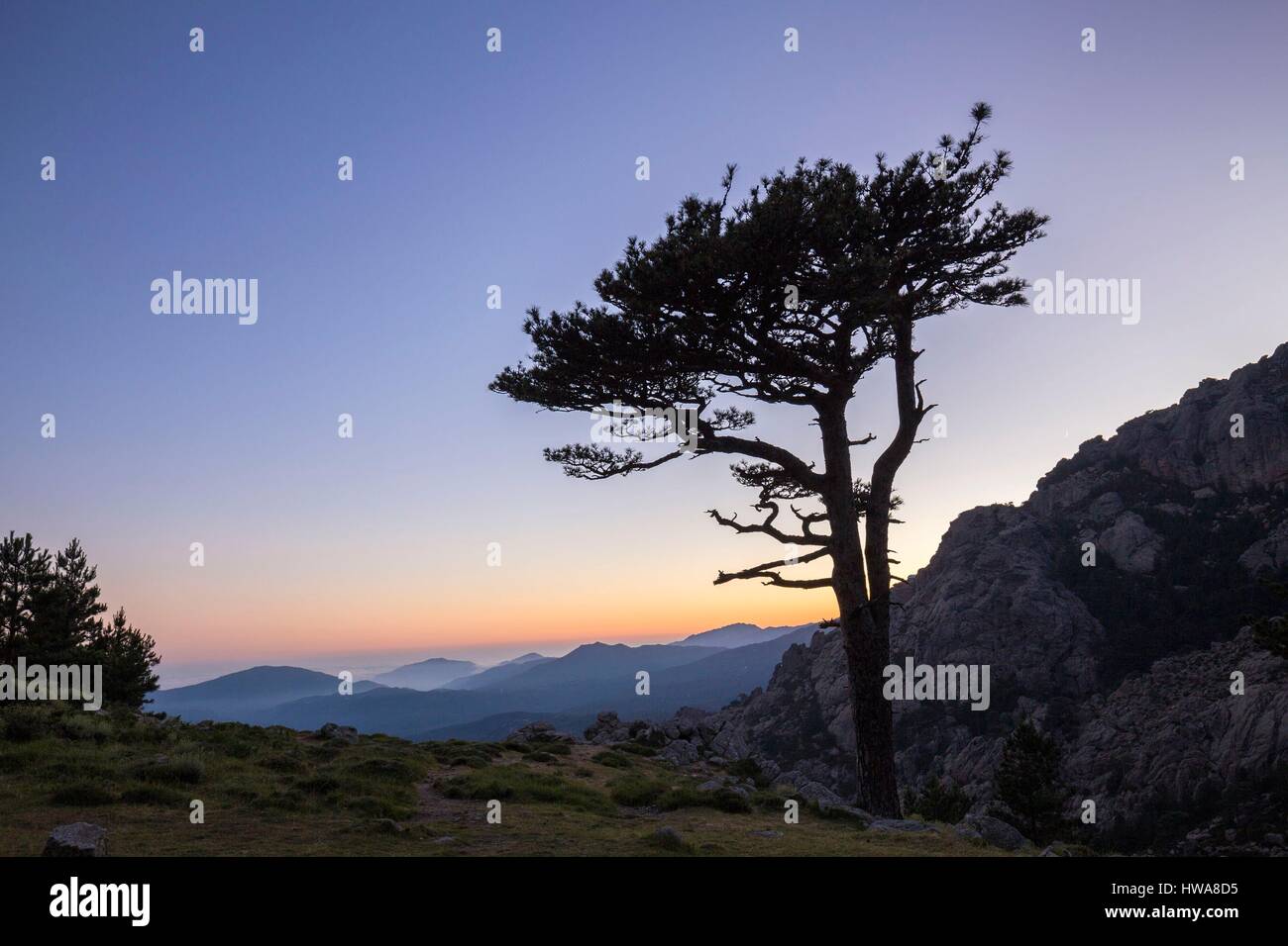 France, Corse du Sud, Alta Rocca, Quenza, Corsican pine (Pinus Nigra Corsicana) in the collar of Bavella (1218m) Stock Photo