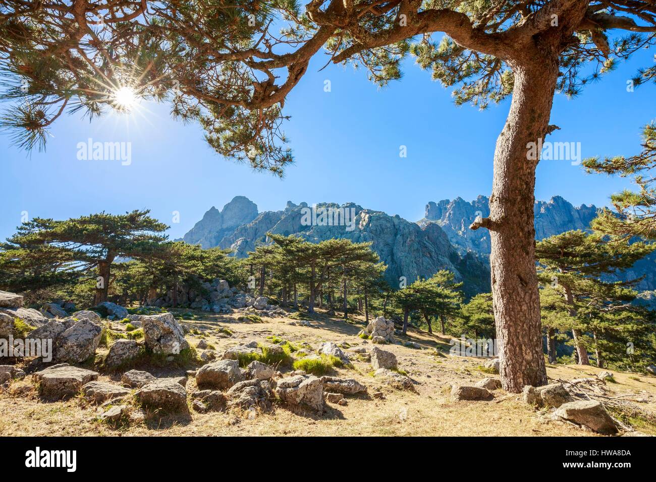 France, Corse du Sud, Quenza, forest of Corsican pine (Pinus Nigra Corsicana) of the collar of Bavella (1218m), in the background the Aiguilles of Bav Stock Photo