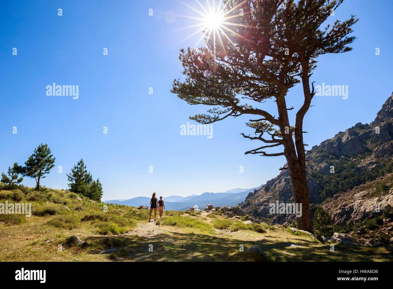 France, Corse du Sud, Alta Rocca, Quenza, collar of Bavella (1218m), Corsican pine (Pinus Nigra Corsicana) Stock Photo
