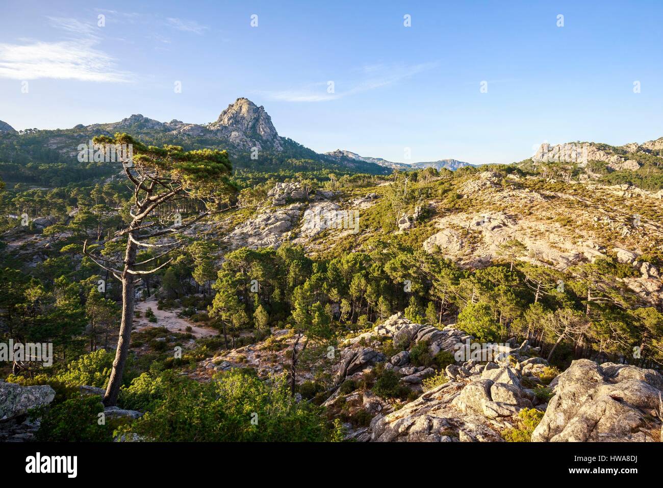 France, Corse du Sud, Alta Rocca, San Gavino di Carbini, forest of the massif of Ospedale Stock Photo