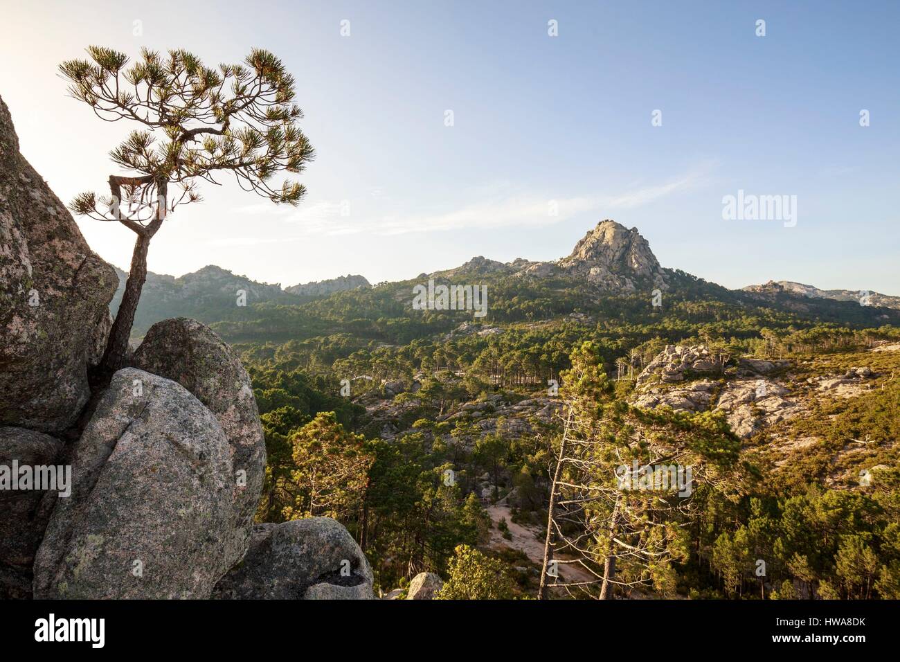 France, Corse du Sud, Alta Rocca, San Gavino di Carbini, forest of the massif of Ospedale Stock Photo