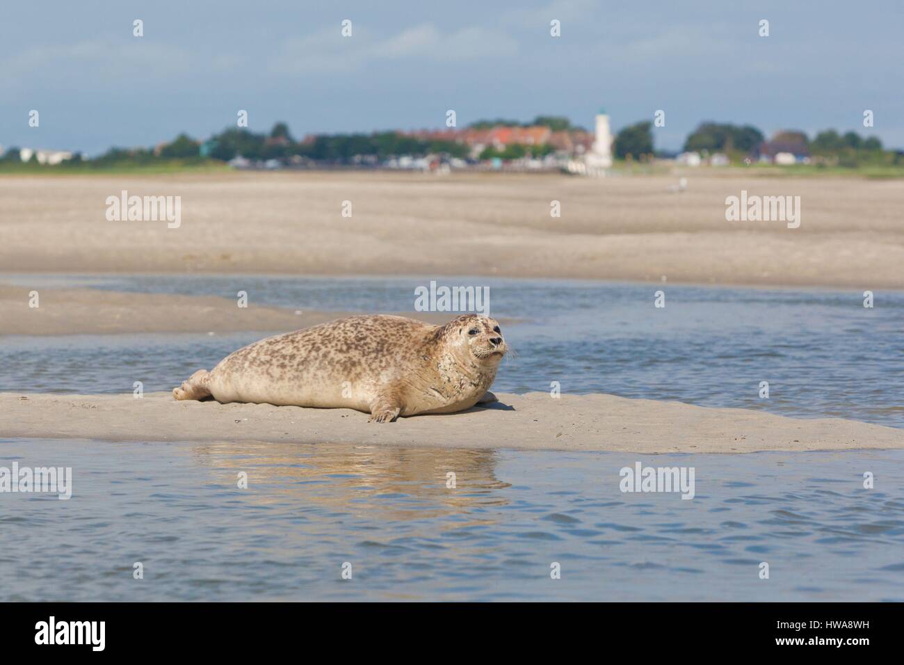 France Somme Baie De Somme Seal Front Of Lighthouse Hourdel Stock france-somme-baie-de-somme-seal-front-of-lighthouse-hourdel-stock