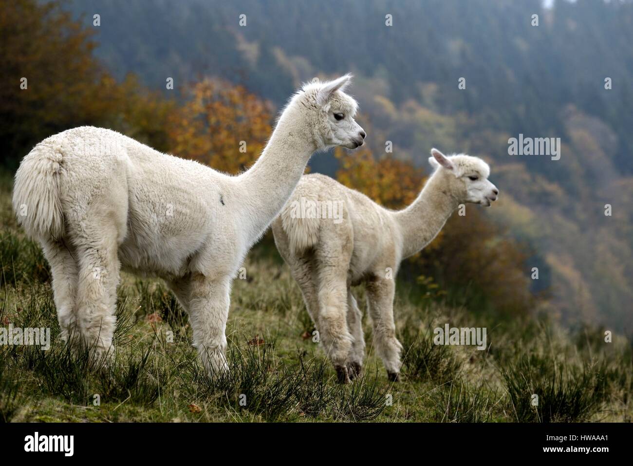France, Vosges, La Bresse, La Basse des Feignes, the Montagne des Lamas, raising llamas and alpacas, young alpagas Stock Photo
