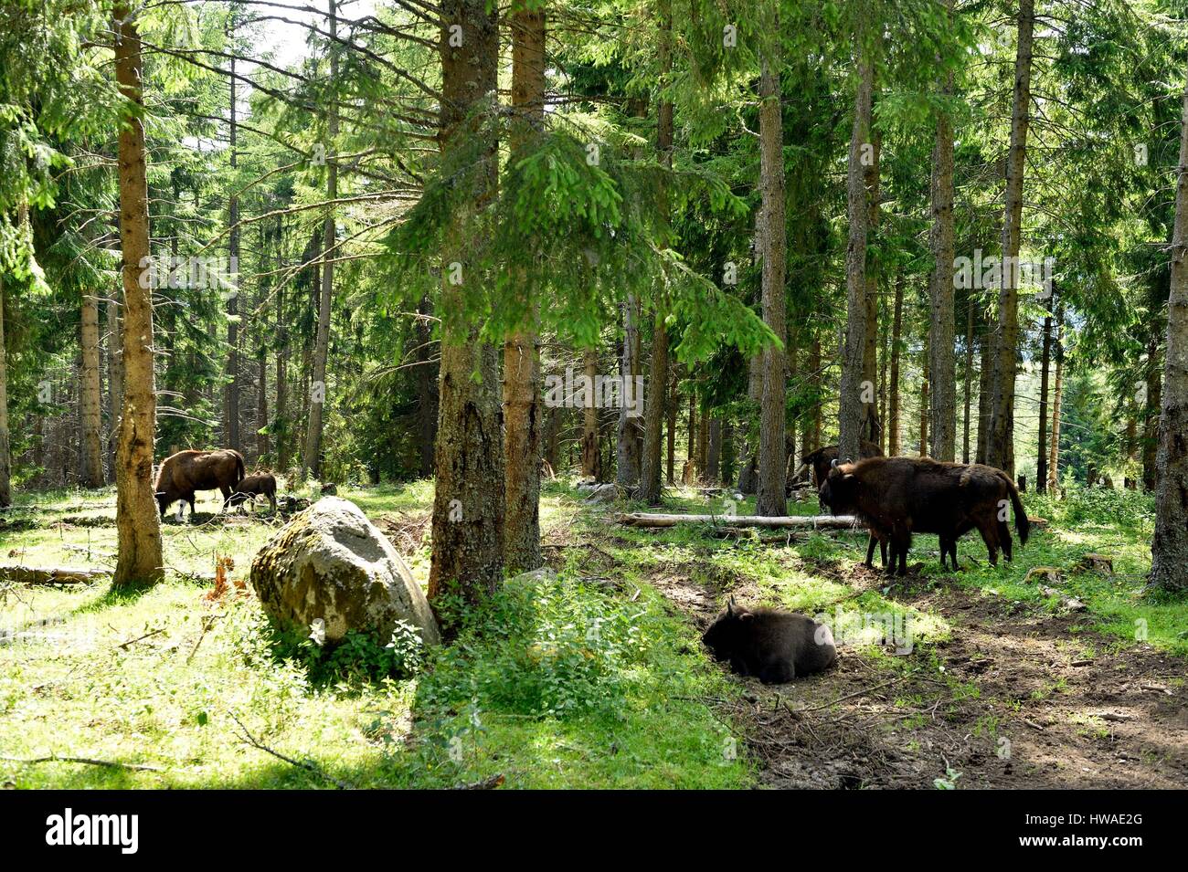 France, Lozere, Margeride, Sainte Eulalie en Margeride, reserve of