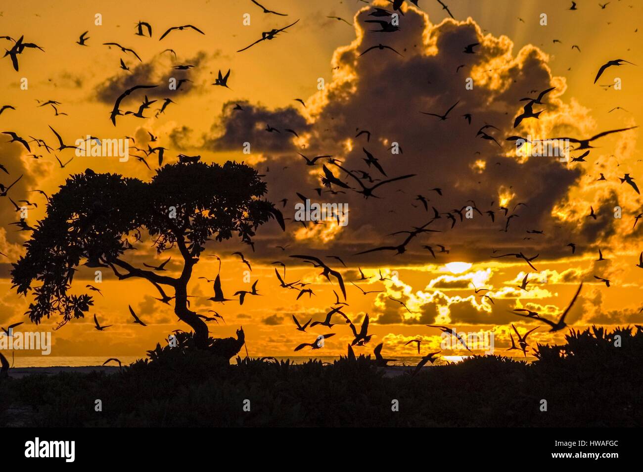 Seychelles, Bird Island, sunset on the sooty terns colony (Onychoprion fuscatus) came reproduce 1.5 million people on the island, as every year from J Stock Photo