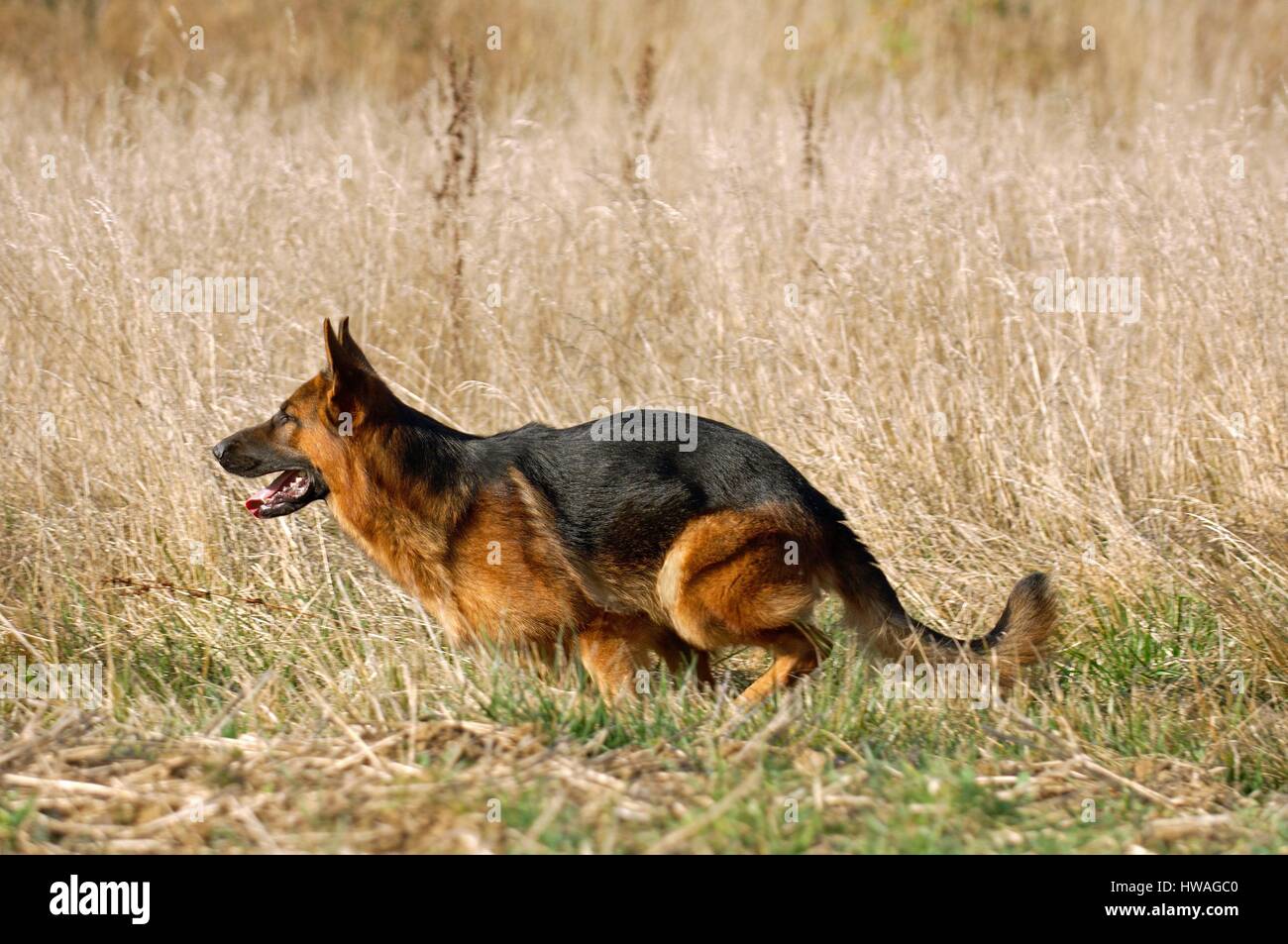 German Shepherd (Canis lupus familiaris Stock Photo Alamy