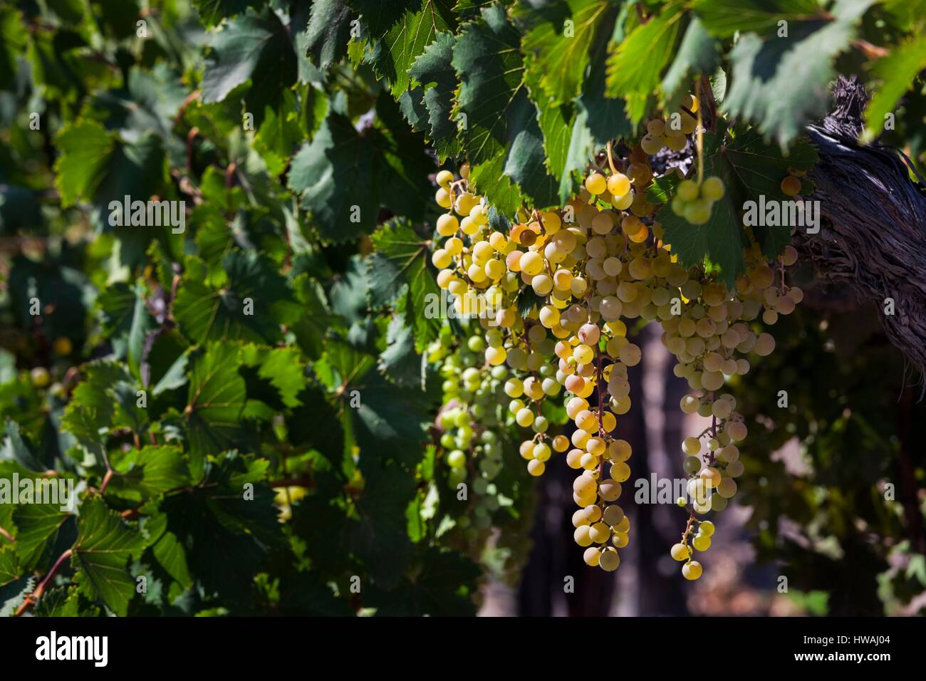 Chile, Elqui Valley, El Tambo, vineyard with grapes used in the production of Pisco Stock Photo