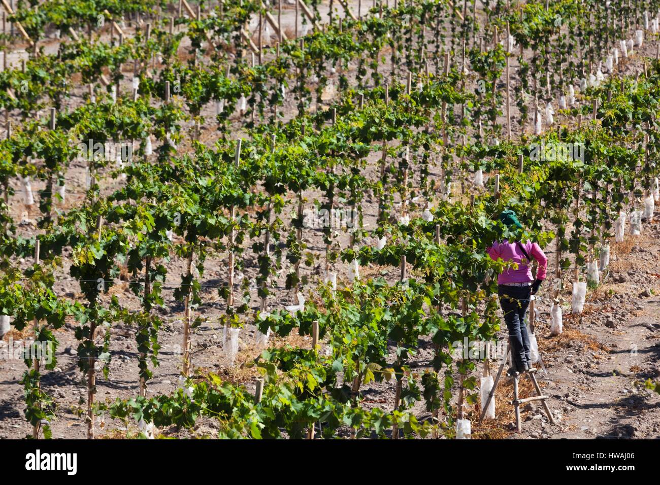 Chile, Elqui Valley, El Tambo, vineyard with grapes used in the production of Pisco Stock Photo