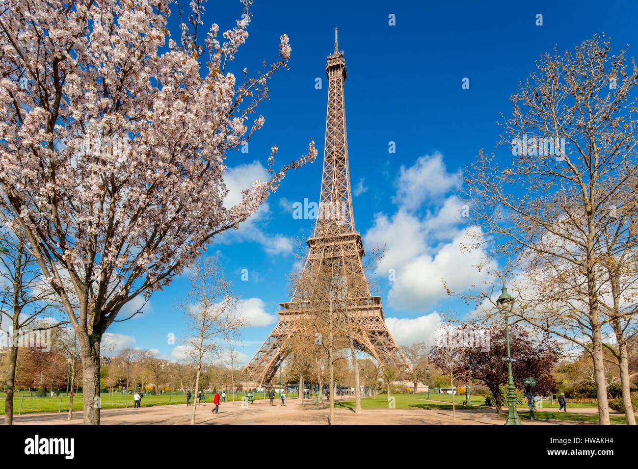 France, Paris, area listed as World Heritage by UNESCO, Champs de Mars, the Eiffel Tower in spring with cherry blossom Stock Photo