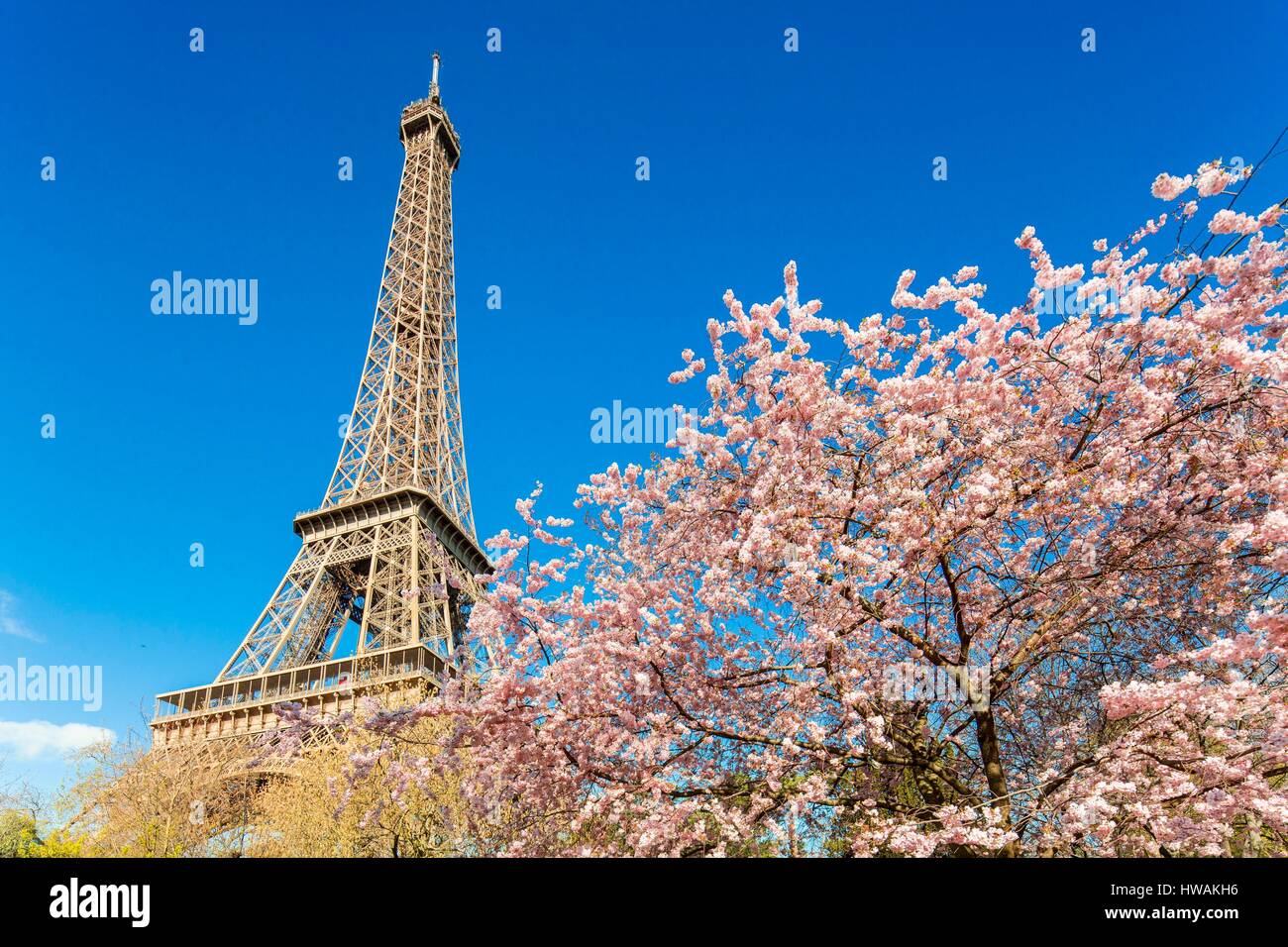 France, Paris, area listed as World Heritage by UNESCO, Champs de Mars, the Eiffel Tower in spring with cherry blossom Stock Photo