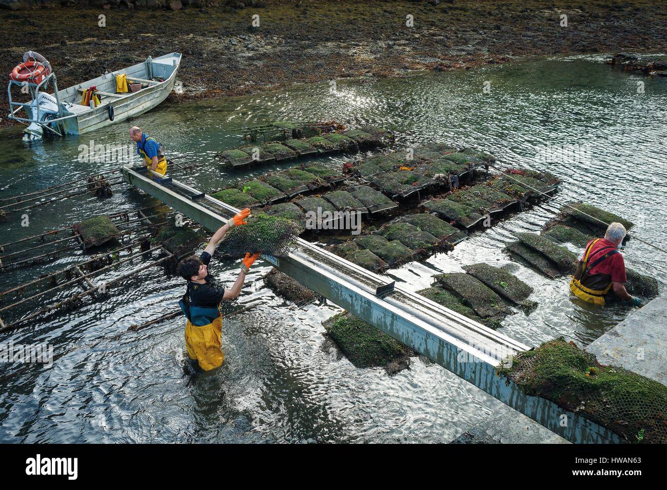 France, Morbihan, Gulf of Morbihan, Baden, work oyster Stock Photo