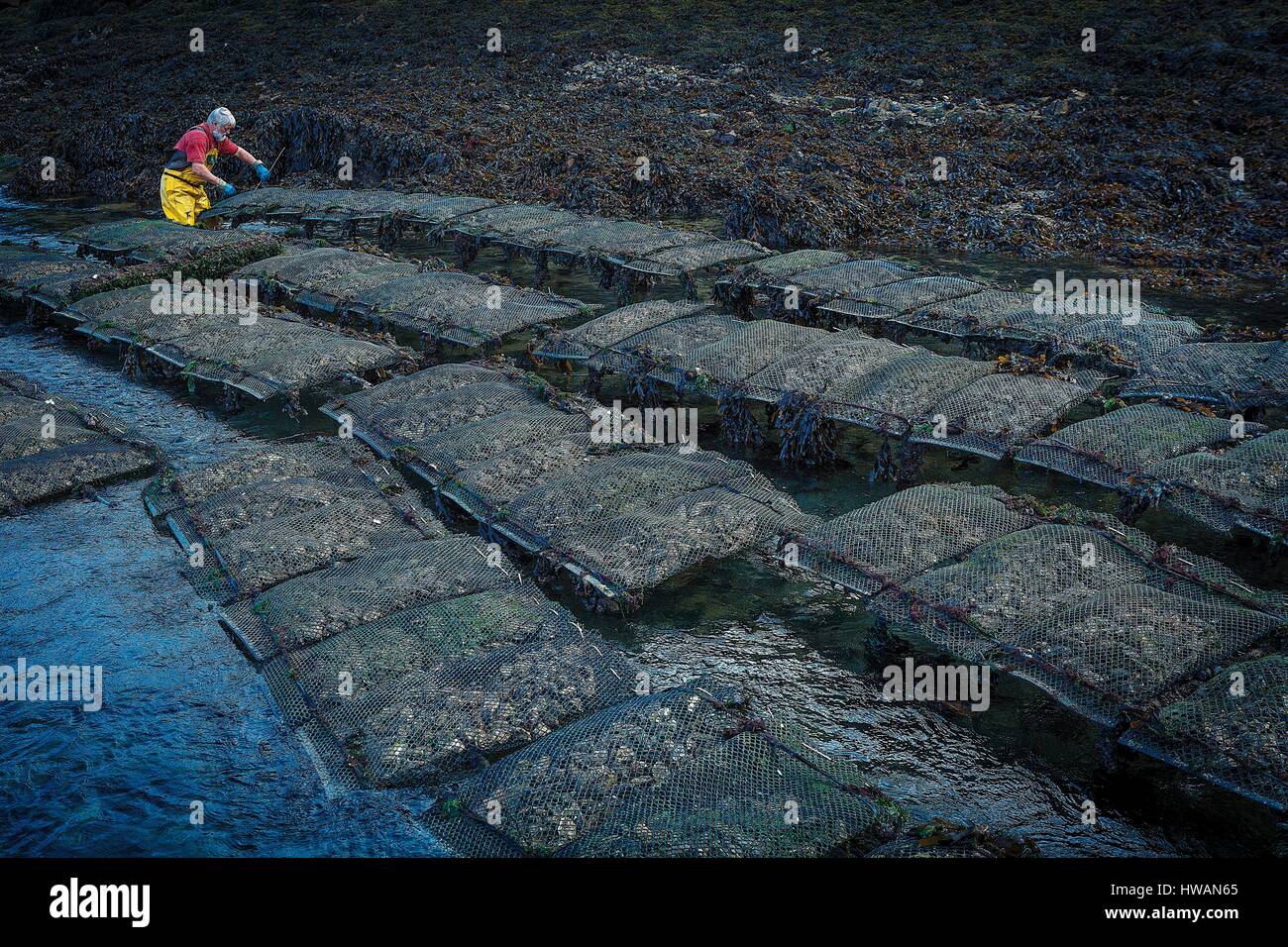 France, Morbihan, Gulf of Morbihan, Baden, work oyster Stock Photo