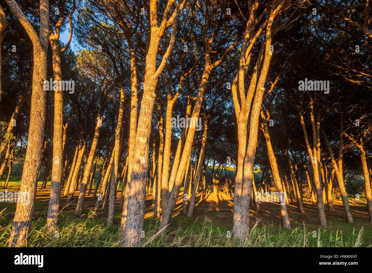 France, Var, Frejus, forest of Stone pine (Pinus pinea) of the Park Aurelien Stock Photo