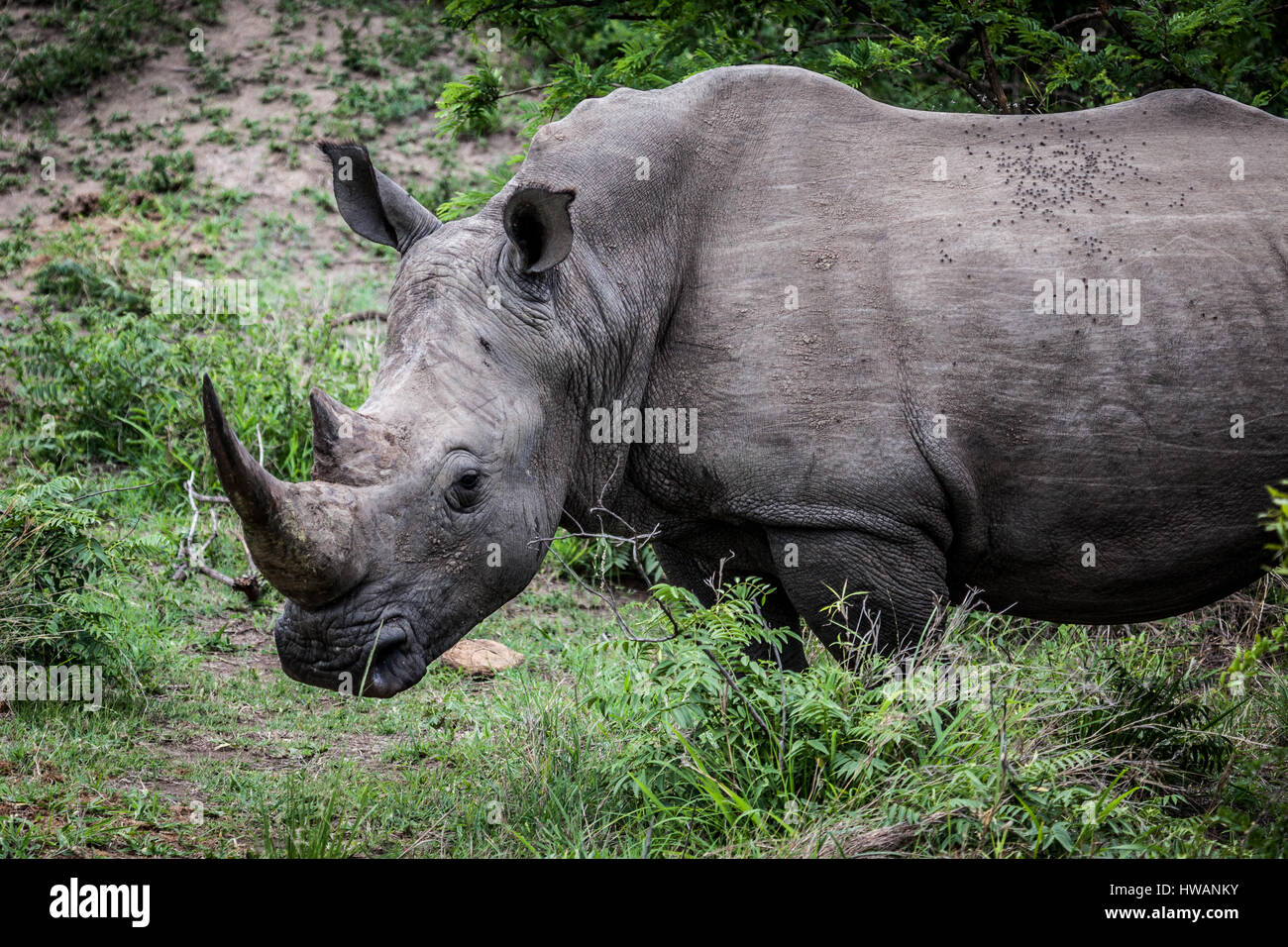 White Rhino in Kruger National Park, South Africa. Stock Photo