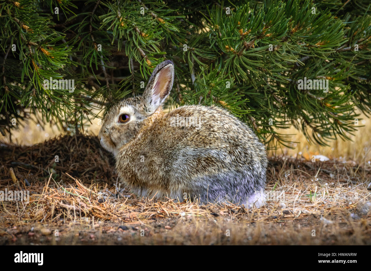 Cottontail bunny rabbit next to a pine tree with rain drops on his fur