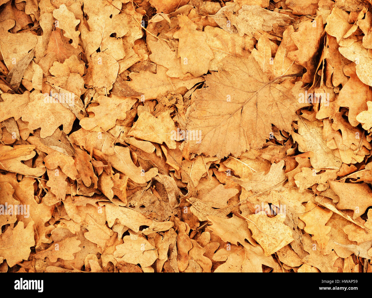 Dry oak leaves for background Stock Photo - Alamy