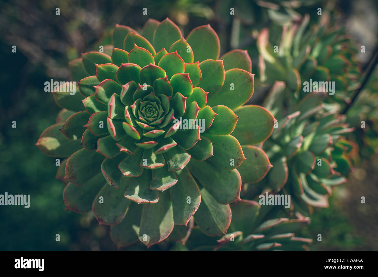 close up of verode succulent plant of canary islands Stock Photo