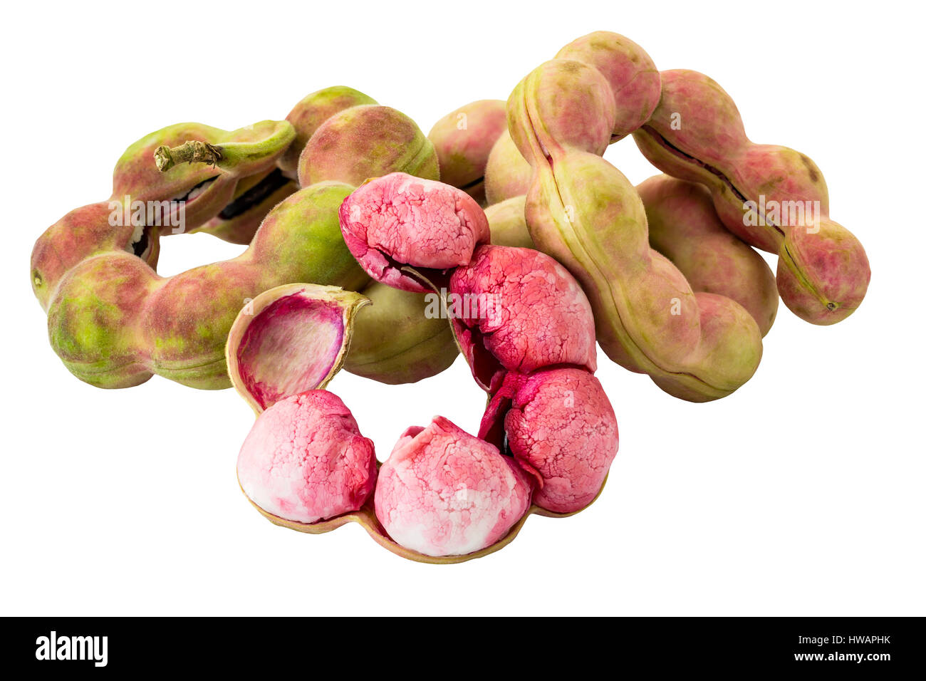 Pods of 'Manila Tamarind' (Pithecellobium Dulce) on white background and clipping path Stock Photo