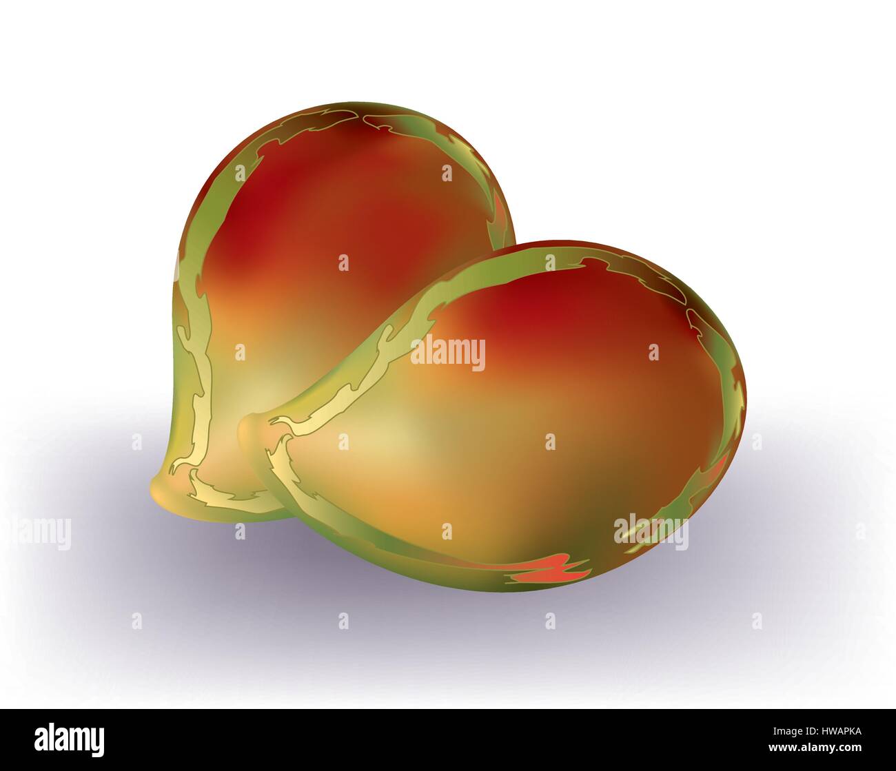 Red mangoes isolated Stock Vector