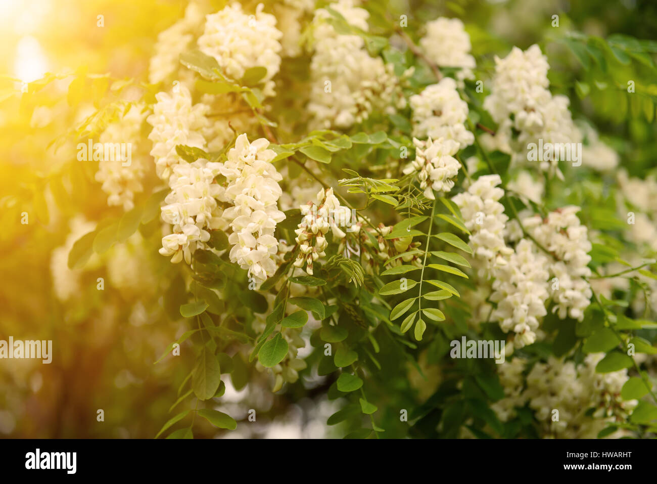 White acacia flowers Stock Photo Alamy