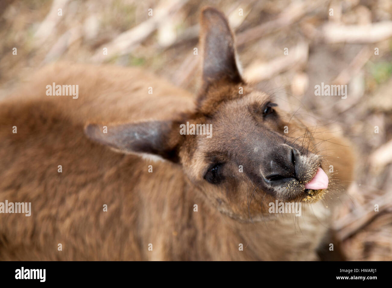 Cheeky Kangaroo Stock Photo