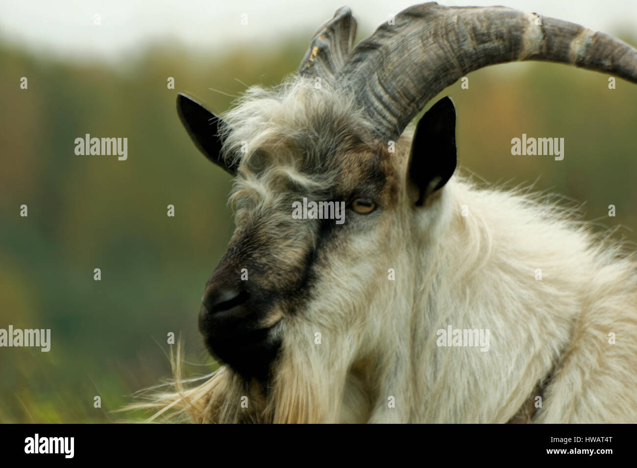 Home goat (Lat. Capra hircus) - pet kind of kind of mountain goats ...