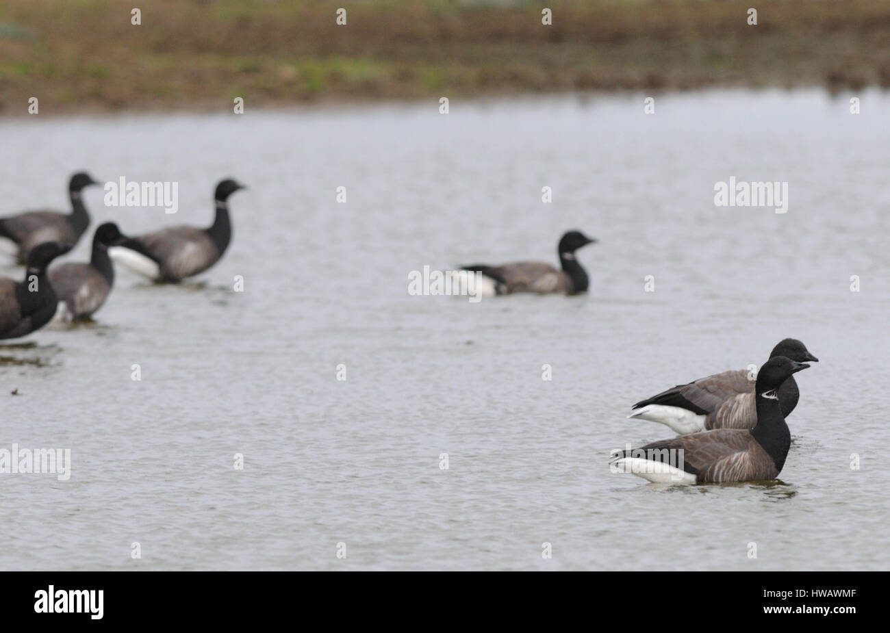 Brent geese (Branta bernicla).  Frampton Marsh, Boston, Lincolnshire, UK Stock Photo