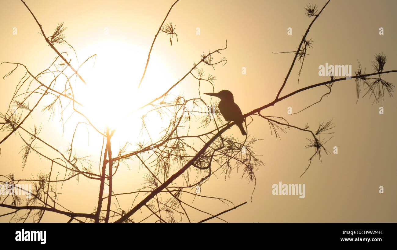 A silhouette of an Indian kingfisher sitting on the tree at sunset time. Stock Photo