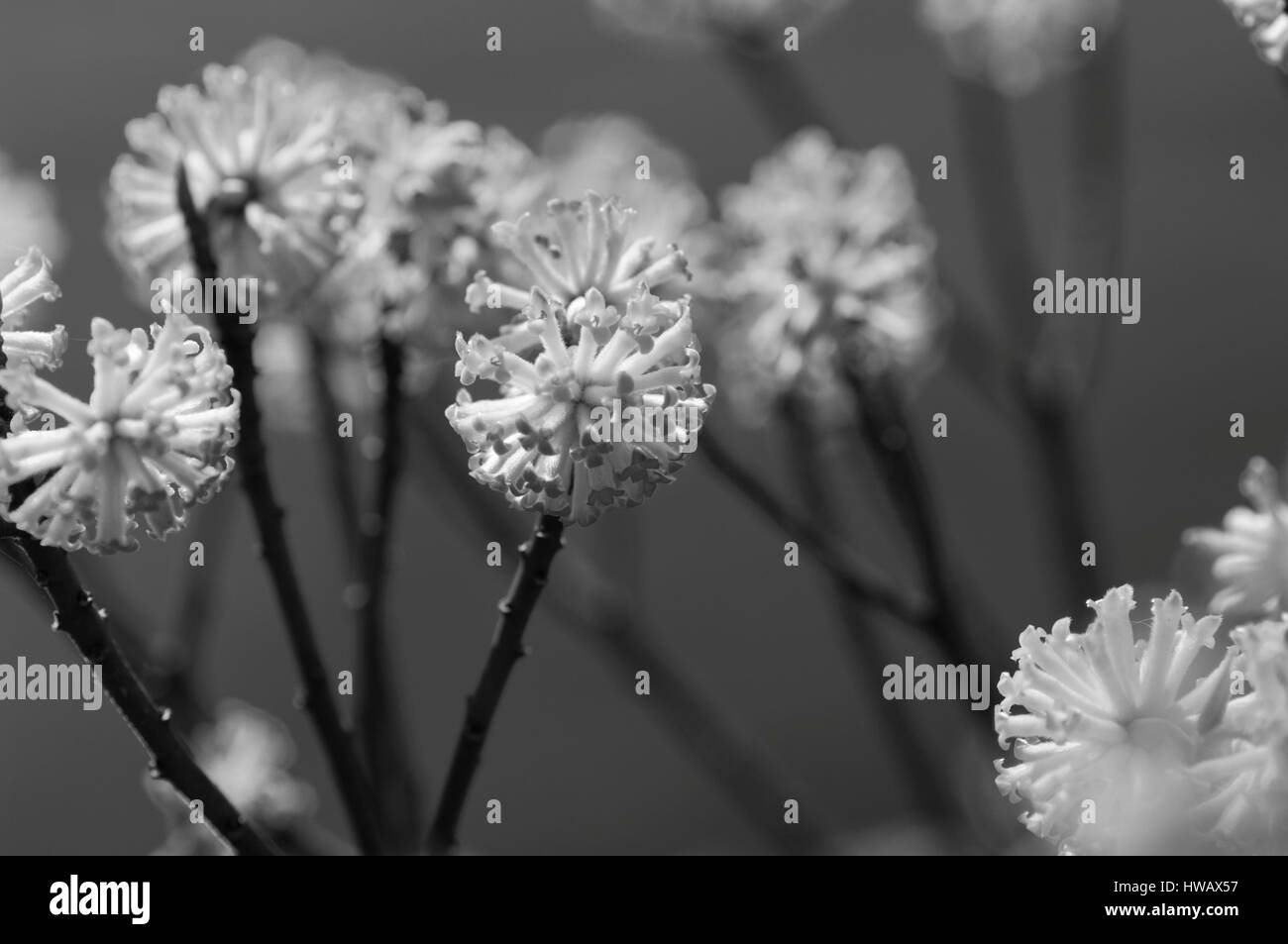 Spring summer flowers in Black and White Stock Photos & Images - Alamy