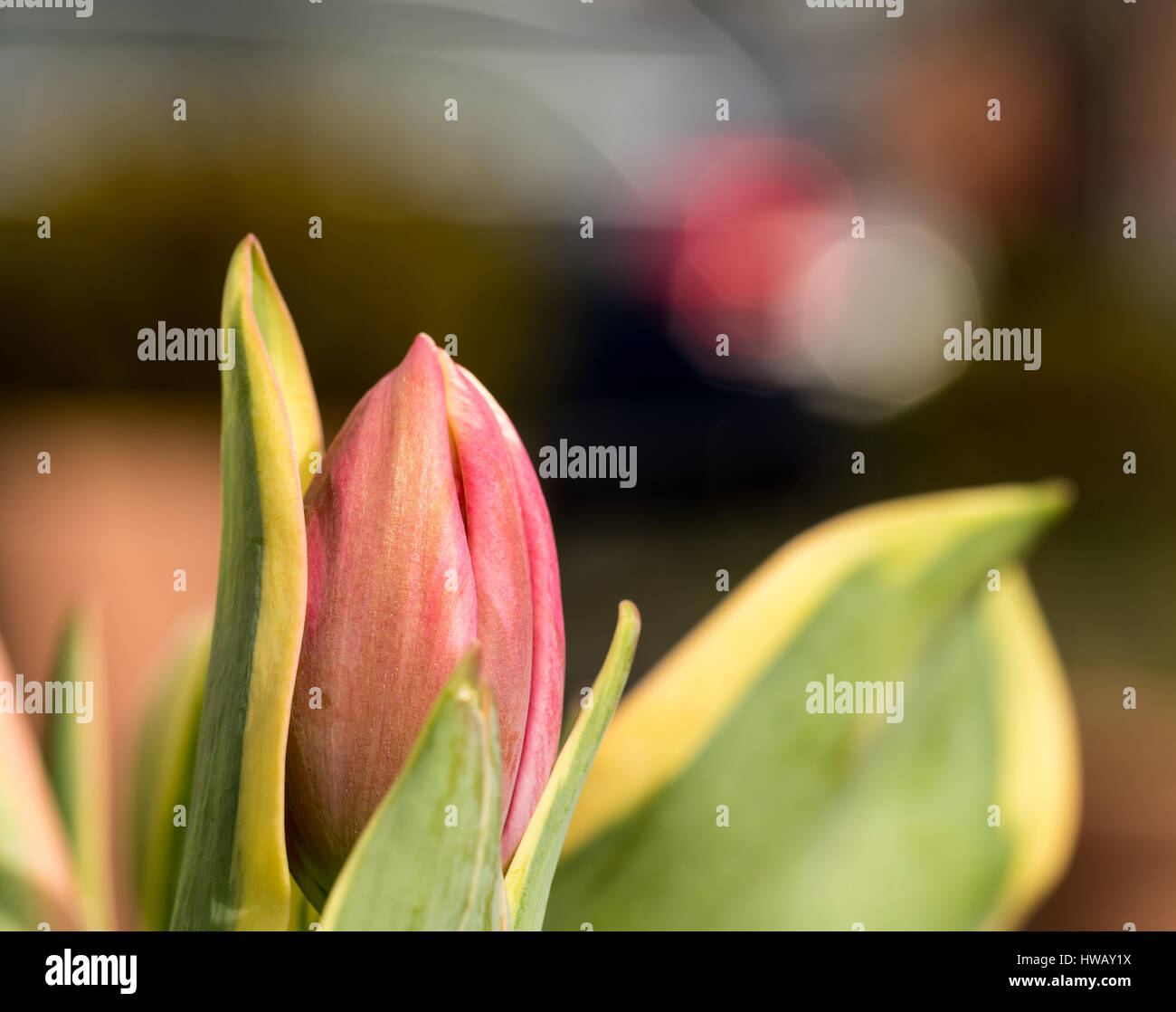 Rose-colored Tulip Blossom with green leaves in High Resolution - Macro with Bokeh Stock Photo