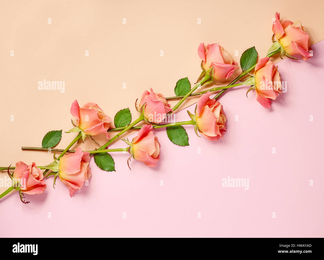 pink roses on colorful paper background, top view, diagonal composition Stock Photo