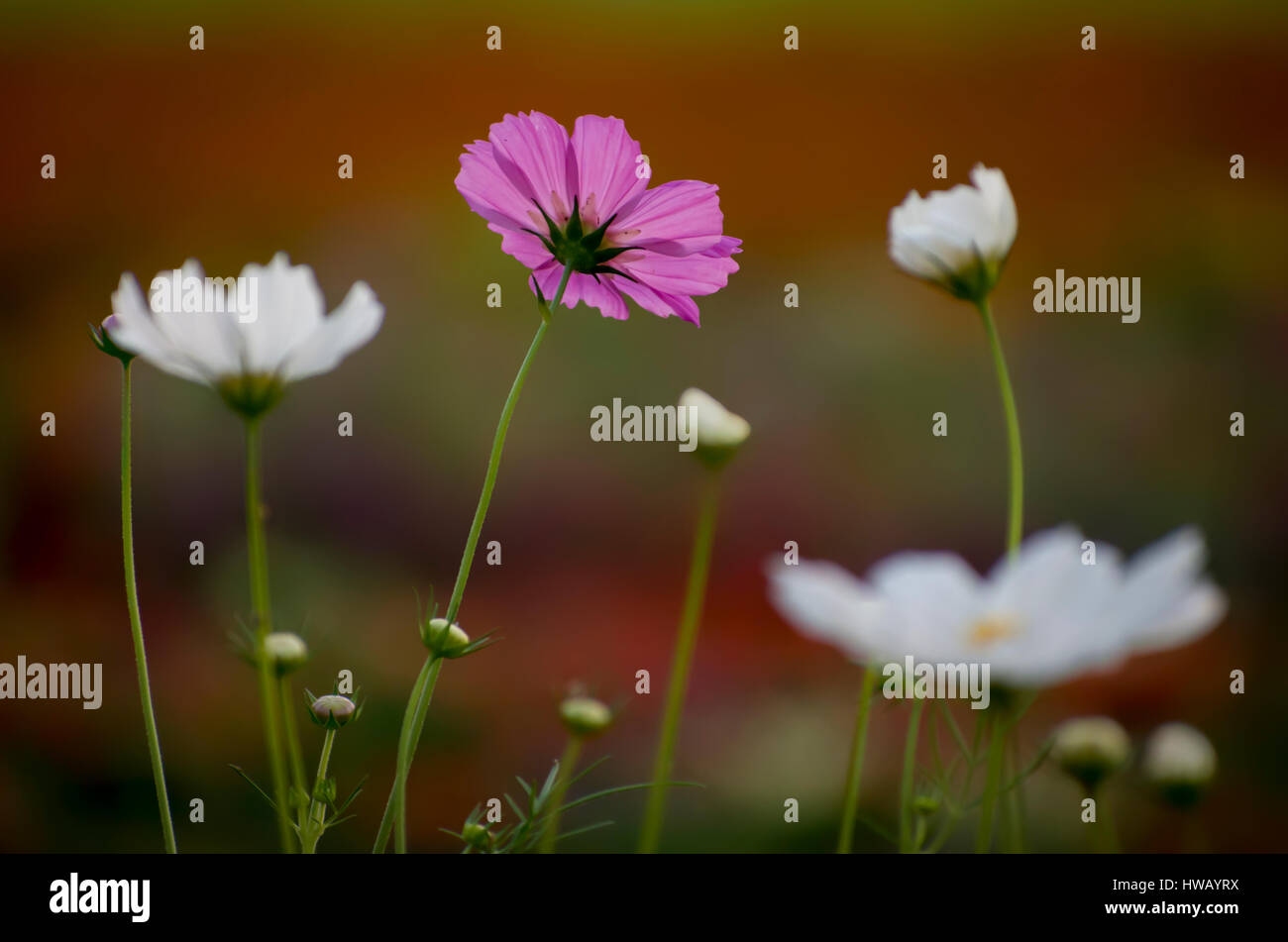 Deadheading flowers hires stock photography and images Alamy