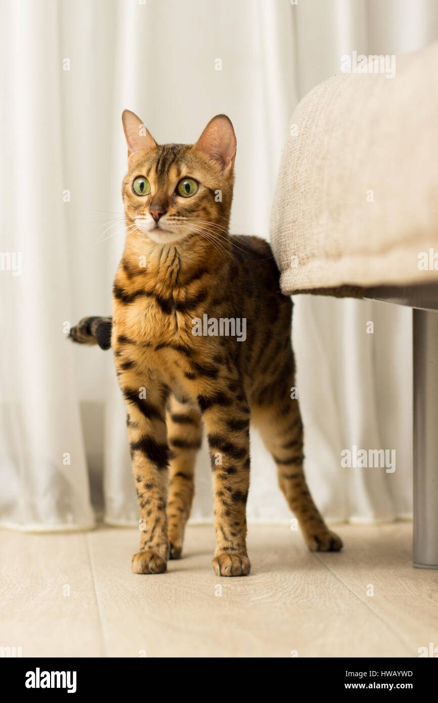 Cat of Bengali breed in a home setting in stands fulllength Stock