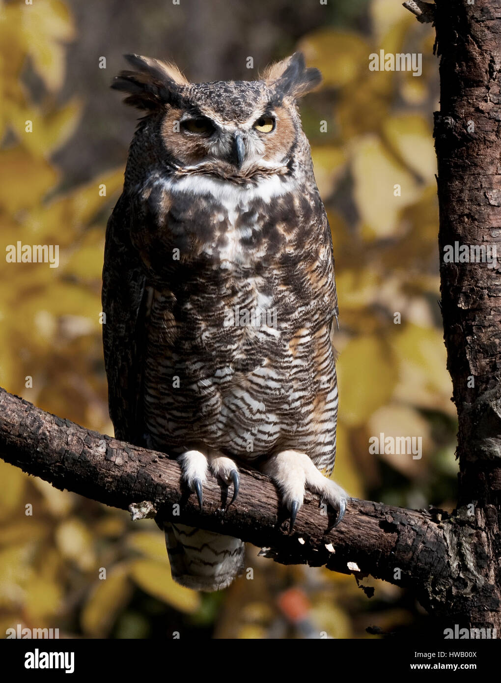 Howell Wildlife Nature Center Photo Shoot. All animals and birds were saved and unable to take care of themselves in the wild.Great Horned Owl is a la Stock Photo