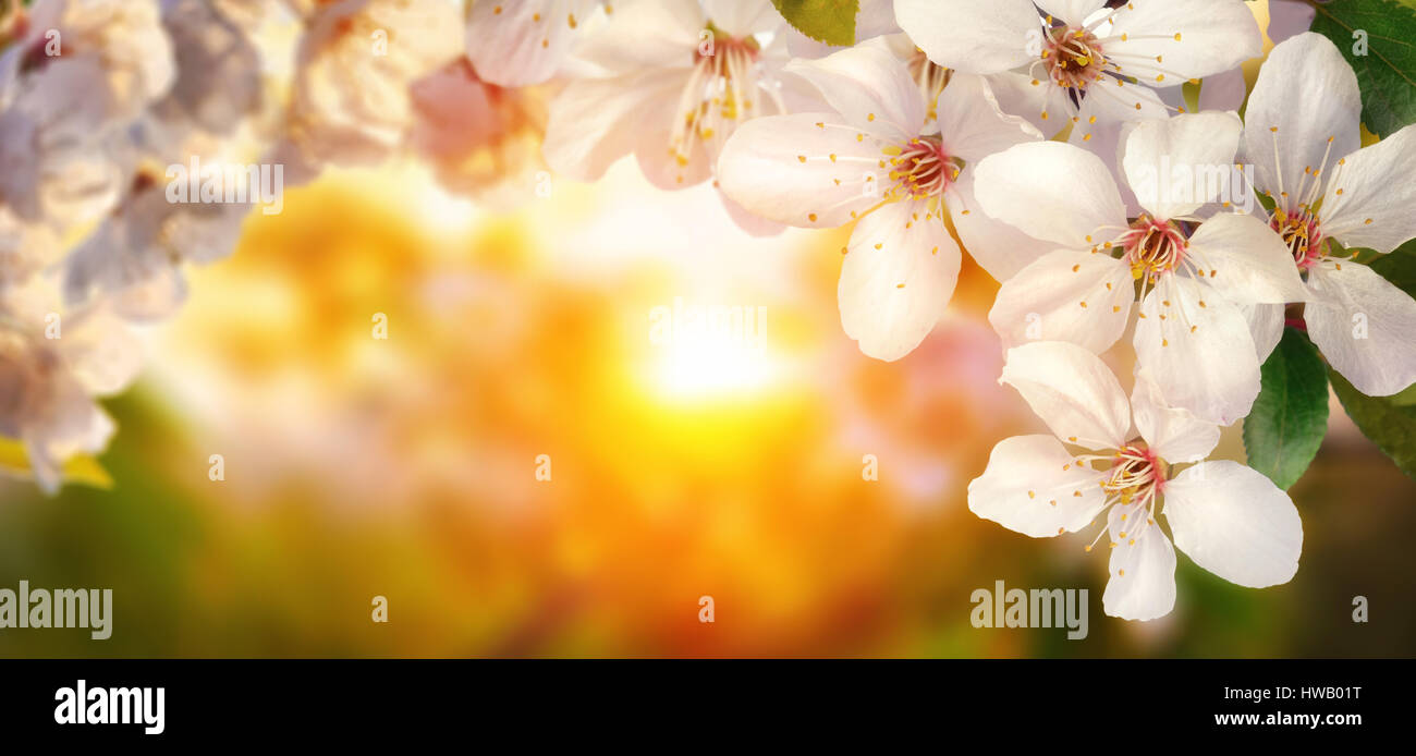 Beautiful cherry blossoms at sunset, backlit closeup, panoramic format, also suitable as frame or background with copy space Stock Photo