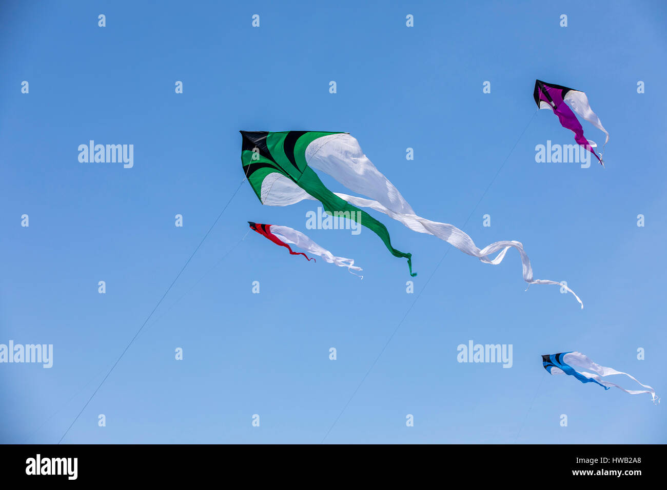 Birds of prey, kites, hovering in the sky Stock Photo Alamy