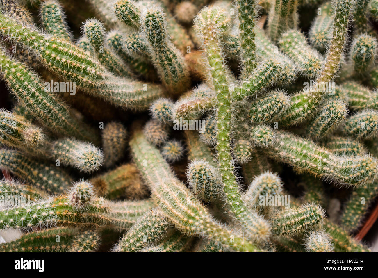 Close up of a cactus plant Stock Photo