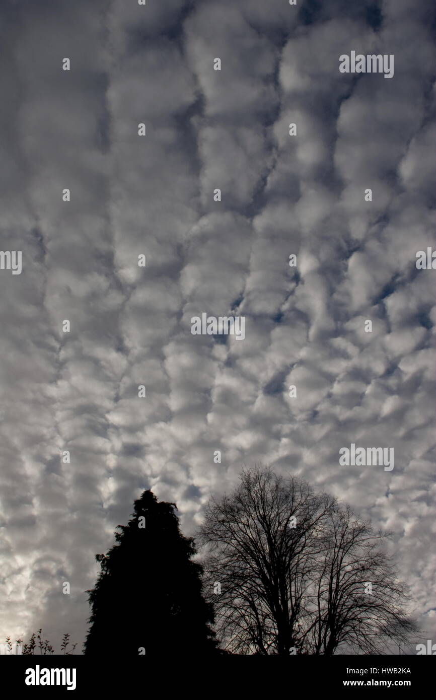 Stratocumulus clouds above trees Stock Photo - Alamy