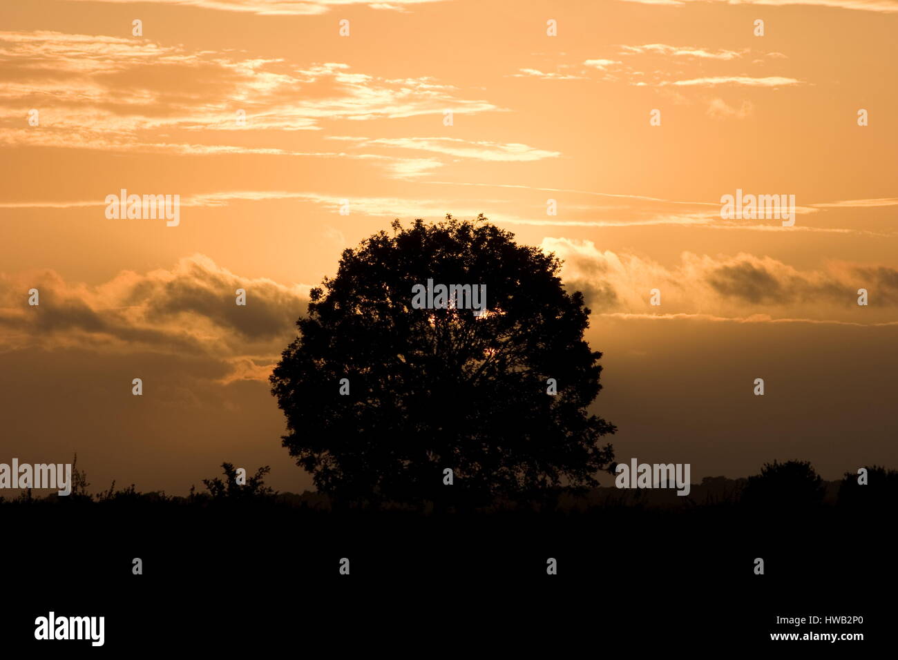Kings oak tree hi-res stock photography and images - Alamy