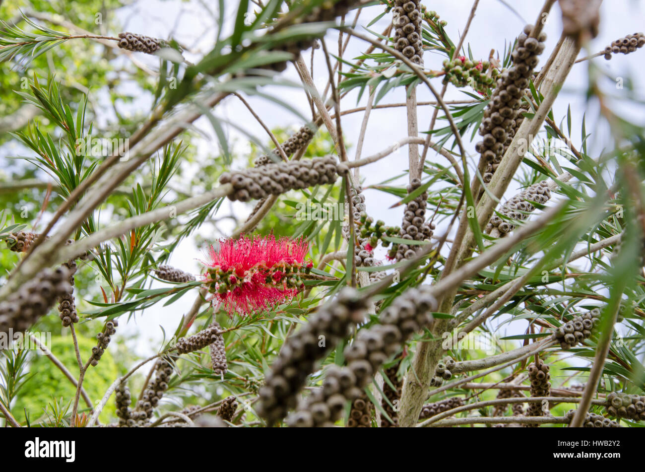 Bottlebrush seeds hires stock photography and images Alamy