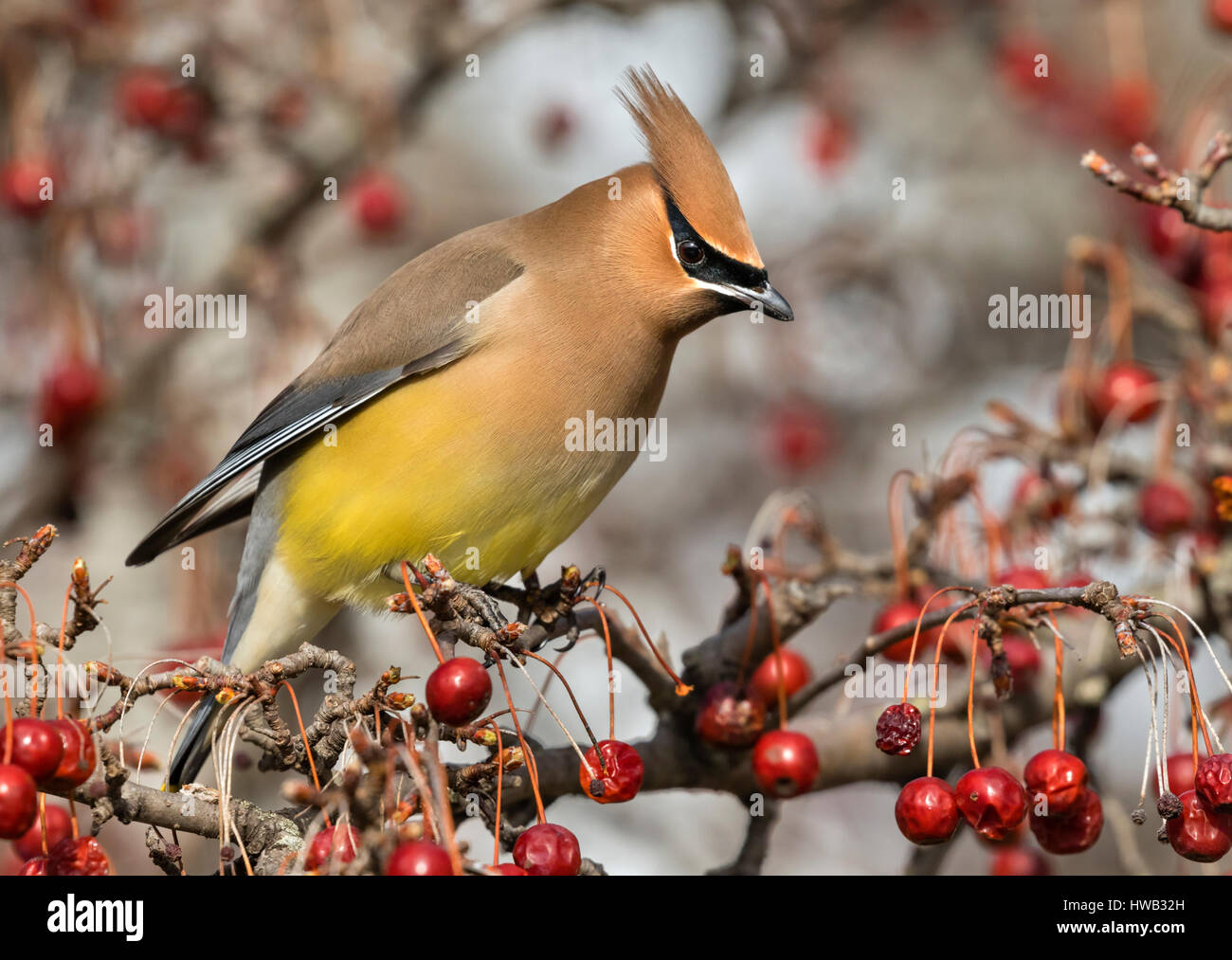 Cedar waxwing (Bombycilla cedrorum) portrait, Ames, Iowa, USA. Stock Photo