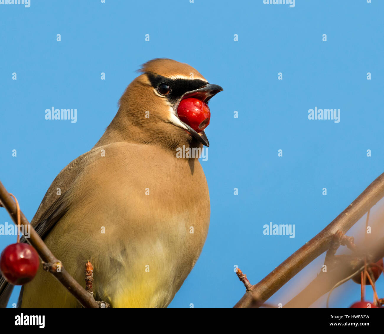 Cedar waxwing (Bombycilla cedrorum) feeding on crabapples, Ames, Iowa, USA. Stock Photo