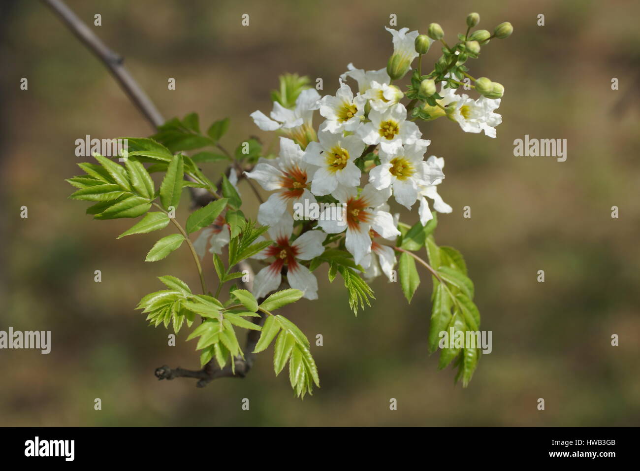 Xanthoceras sorbifolium, yellowhorn, shiny leaf yellowhorn, goldenhorn, Chinese flowering chestnut Stock Photo