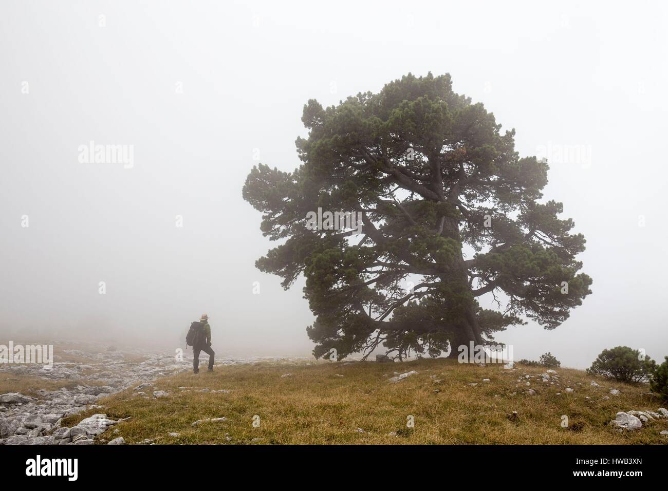 France, Isere, regional park of Vercors, Trieves, Nature reserve of the high plateaus of Vercors, walker near Mountain Pine (Pinus uncinata) in the fog on the slopes of Rochers du Parquets Stock Photo