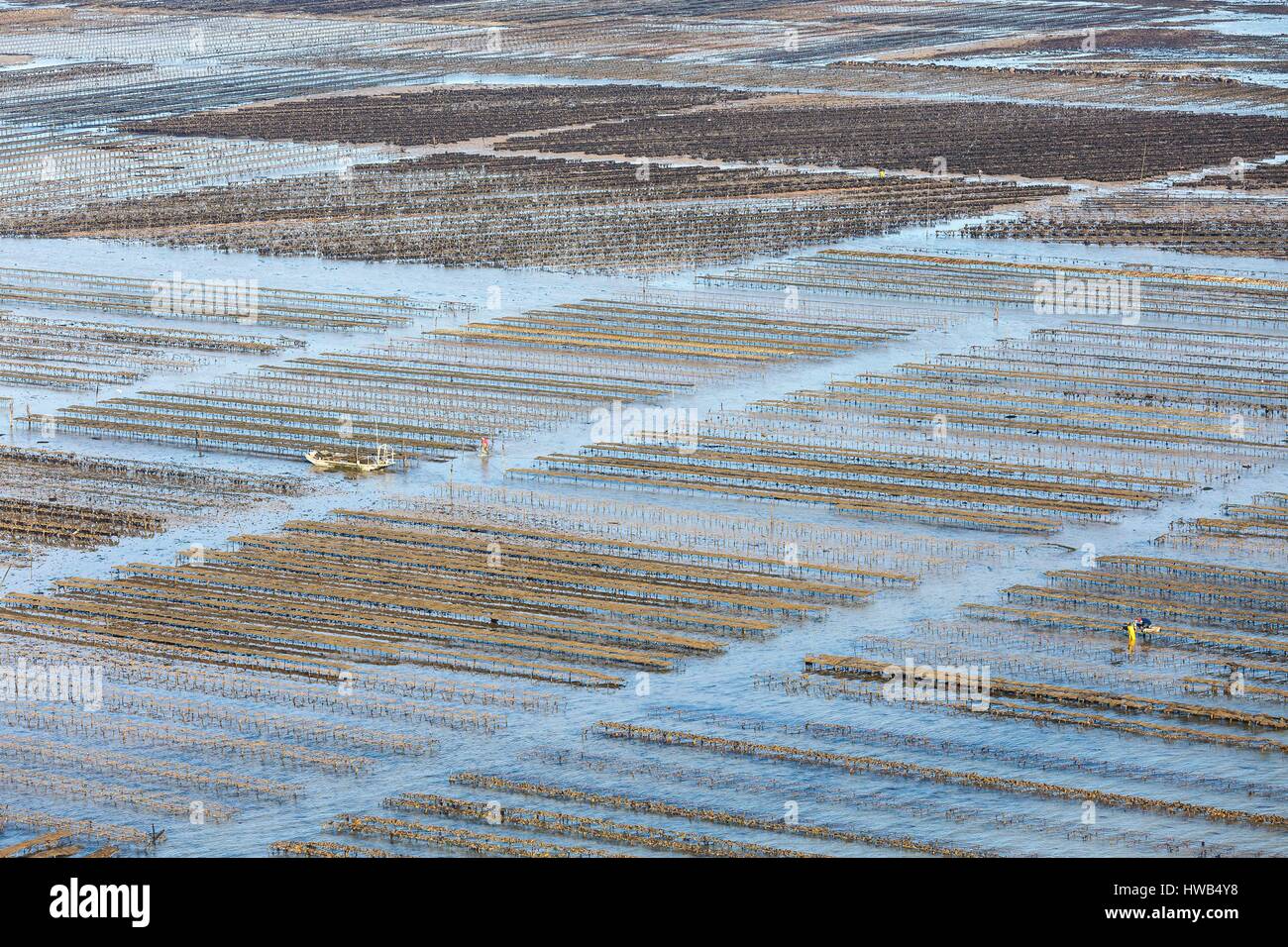 France, Charente Maritime, Re island, Loix, oysters farms (aerial view