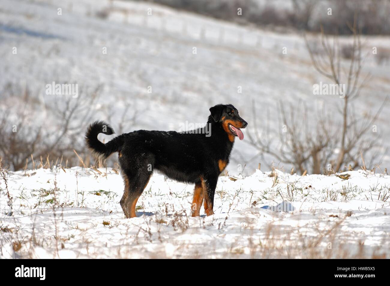 Beauceron (Canis lupus familiaris) Stock Photo
