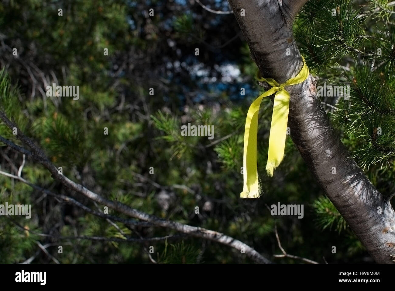 Sunlit yellow ribbon tied around a pine tree Stock Photo Alamy